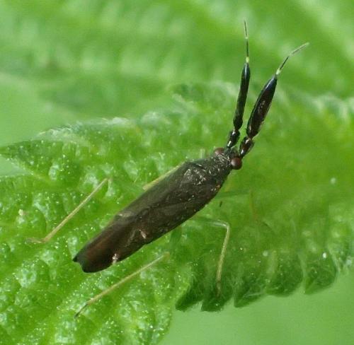Réf. 287 167 : Heterotoma planicornis